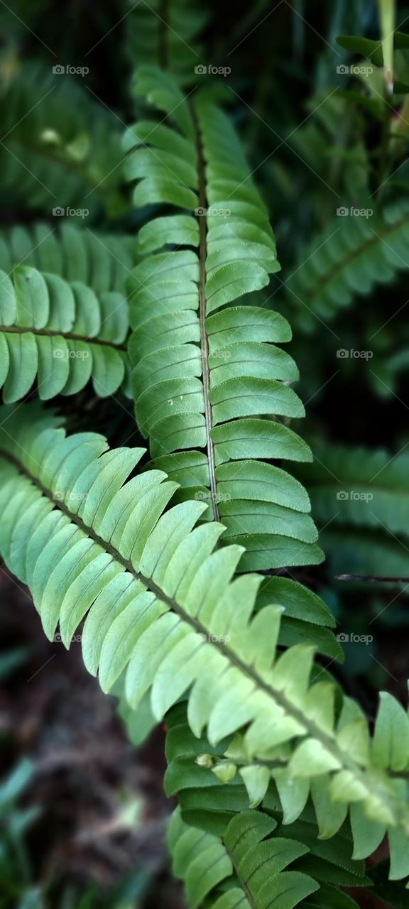 Nephrolepis cordifolia