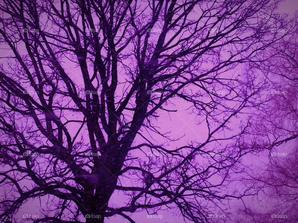 Bare tree against dramatic sky