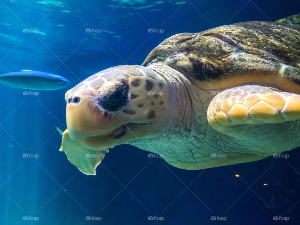 Sea turtle 