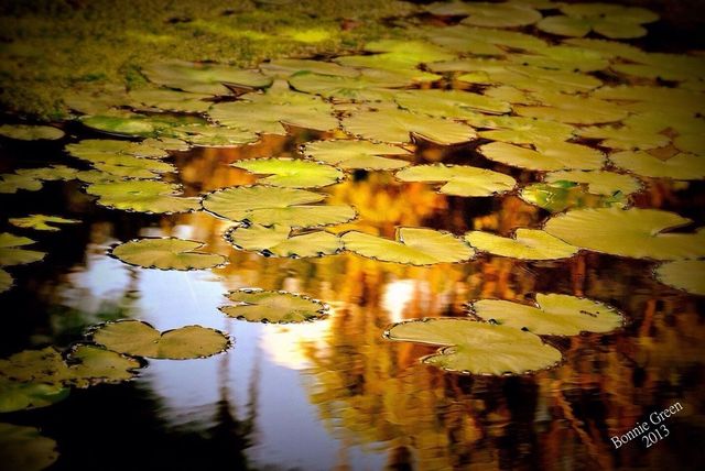 Lily pads 