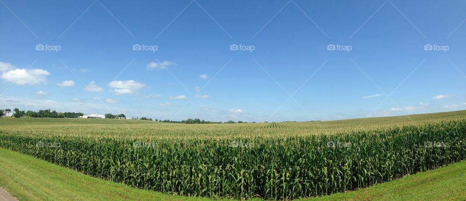 Cornfields on commute