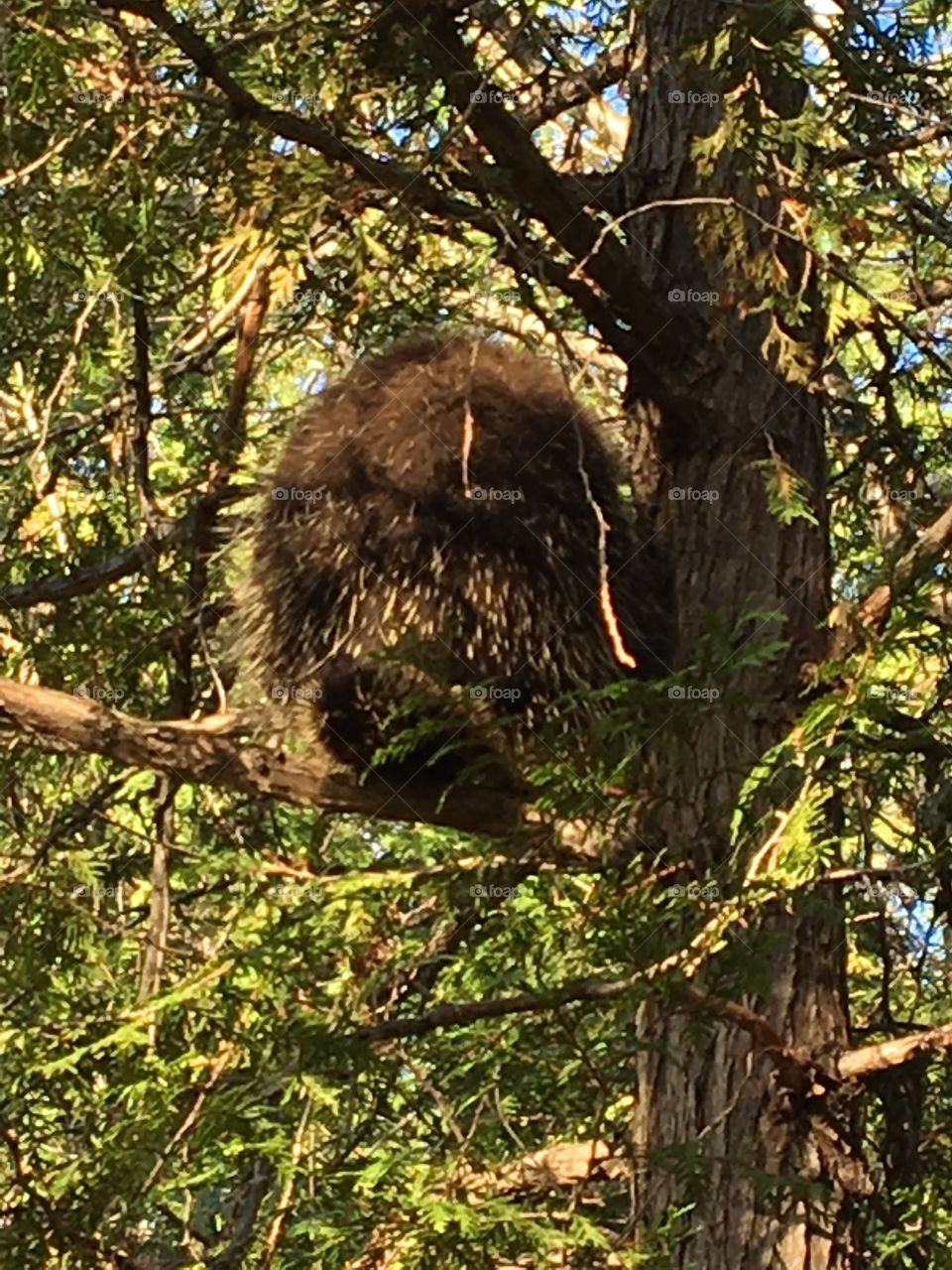 Porcupine up in the tree