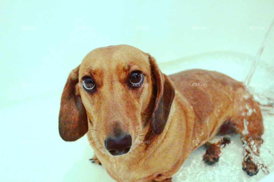 Dog jumps in the bath and begins to regret it