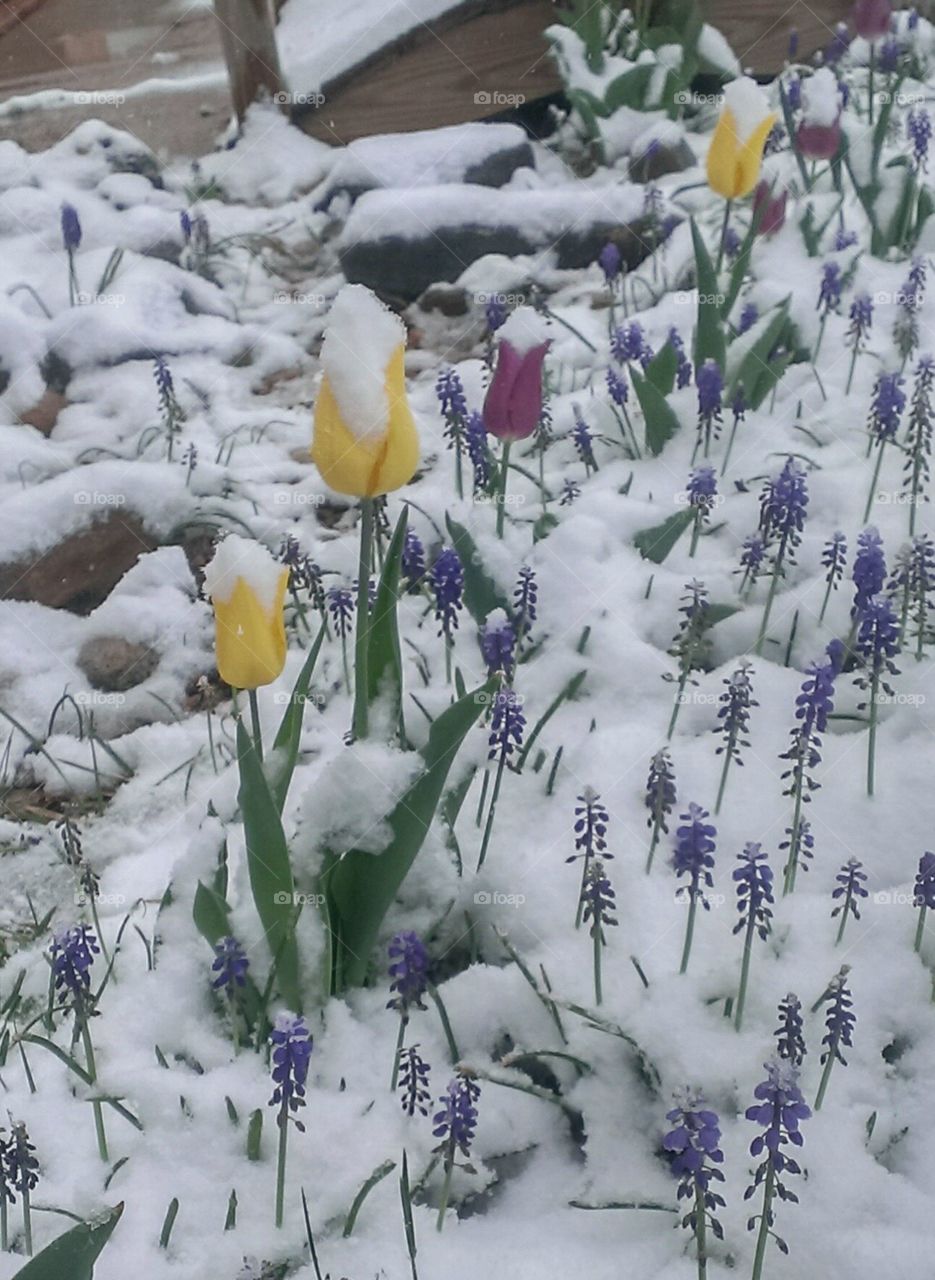 Yellow and burgandy tulips in snow