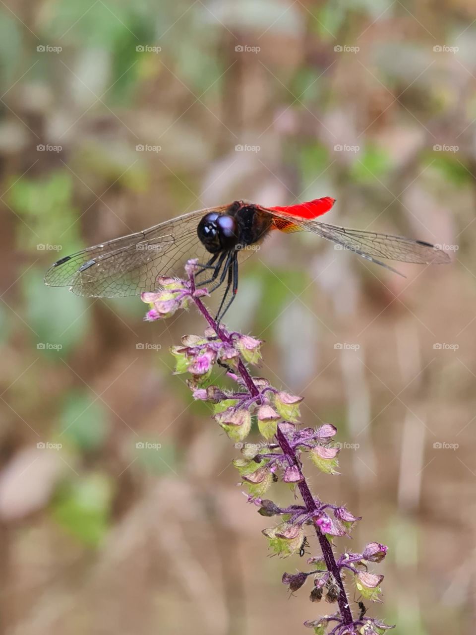 Dragon Fly Flies Better