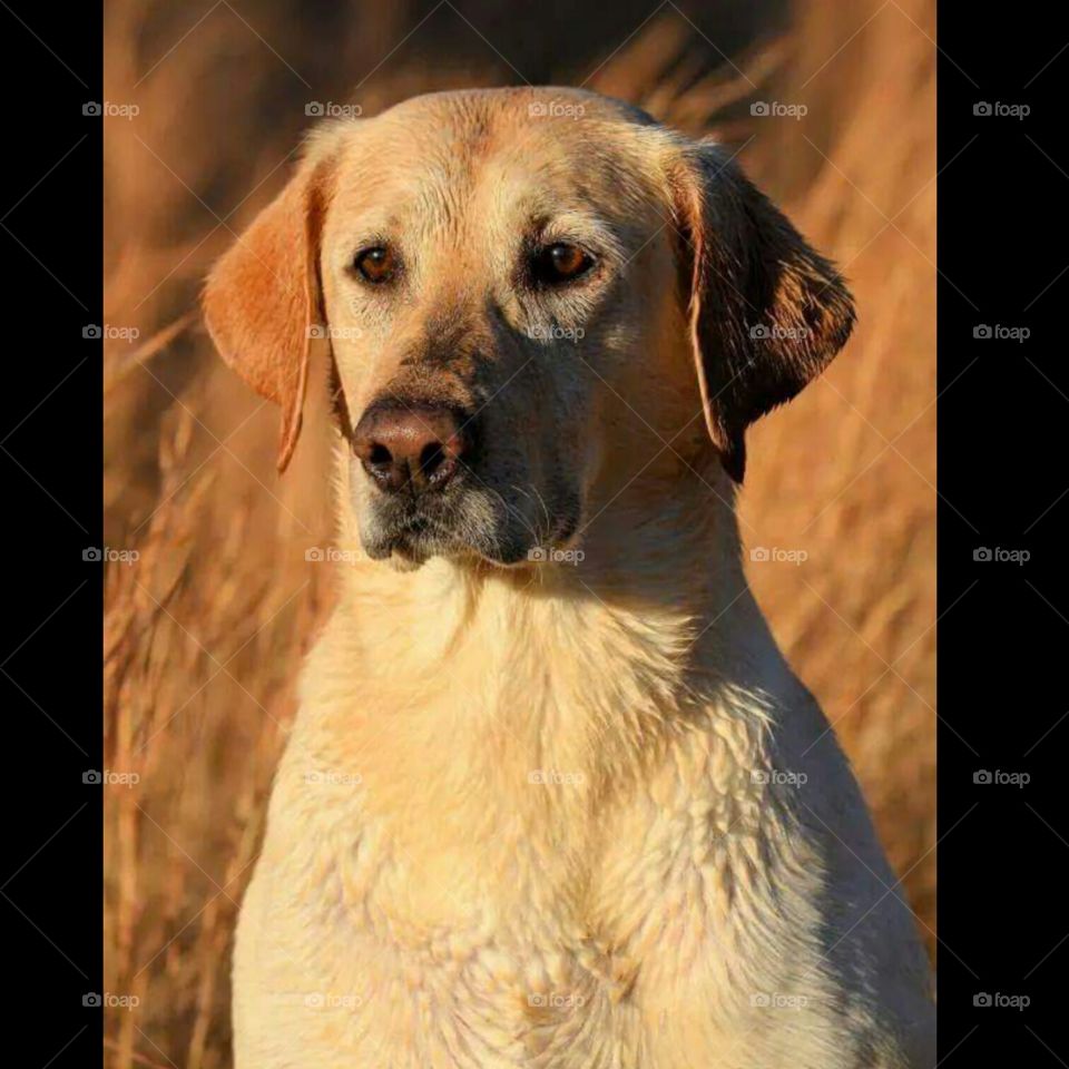 Yellow Lab