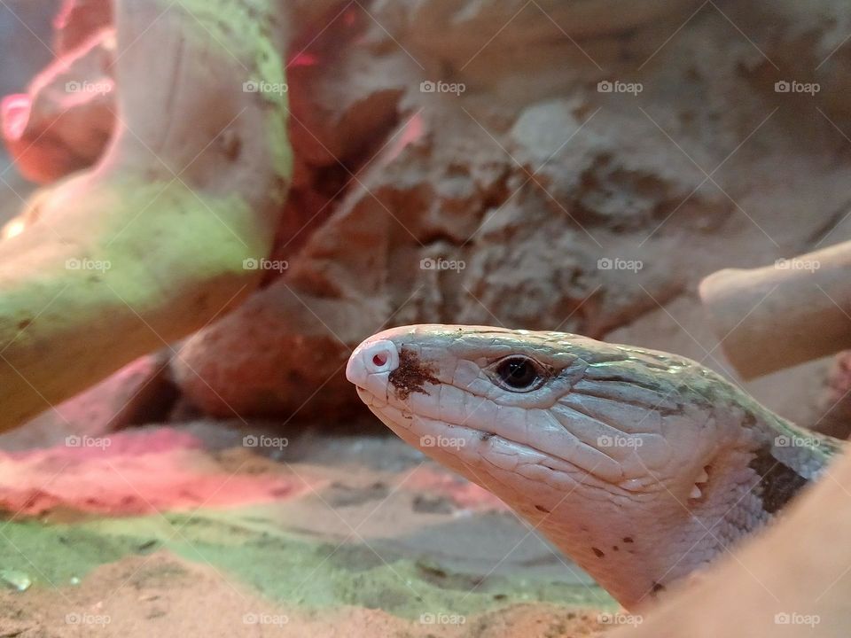 Wild life -- Contemplating lizard in desert