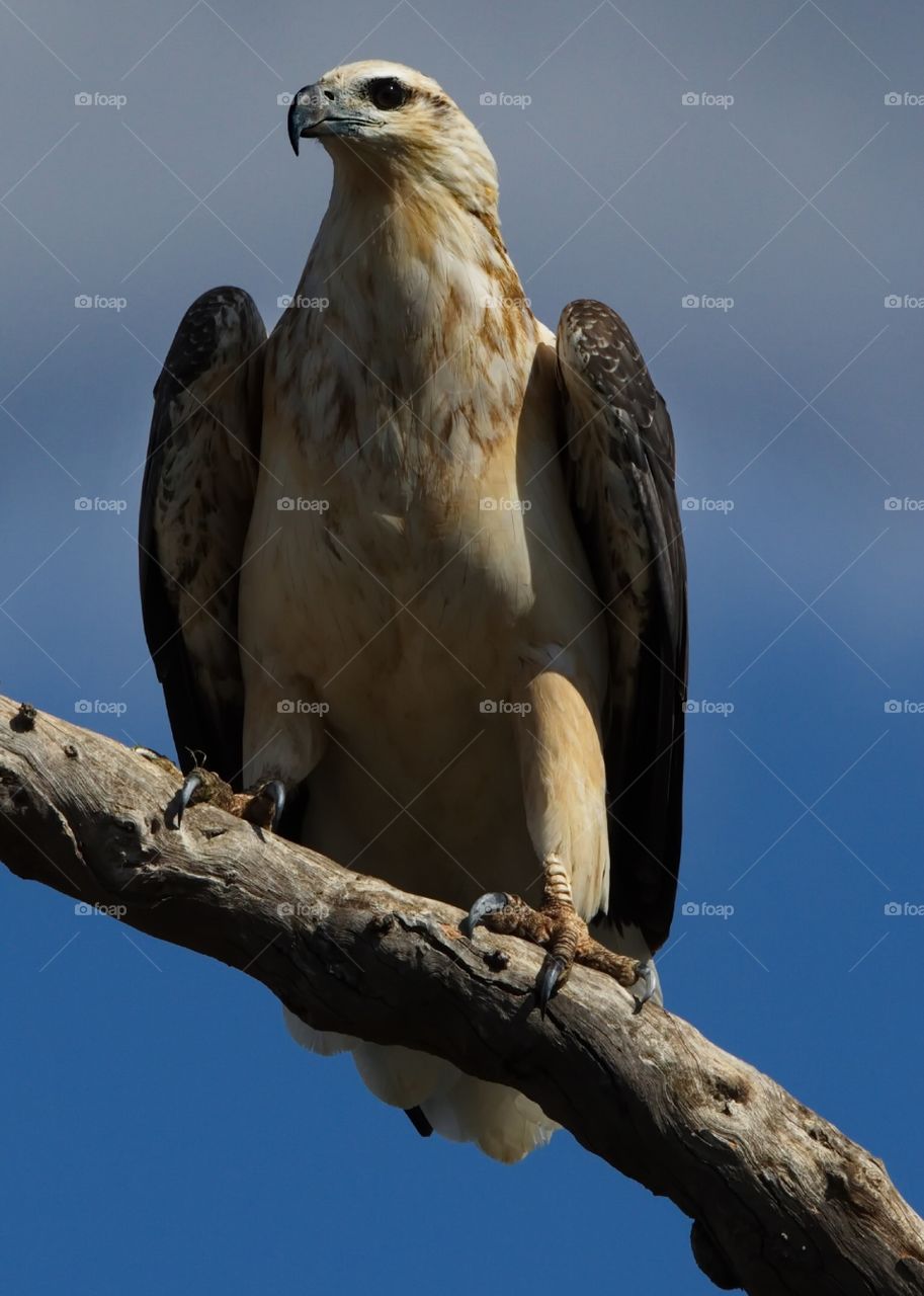 White Breasted Sea Eagle