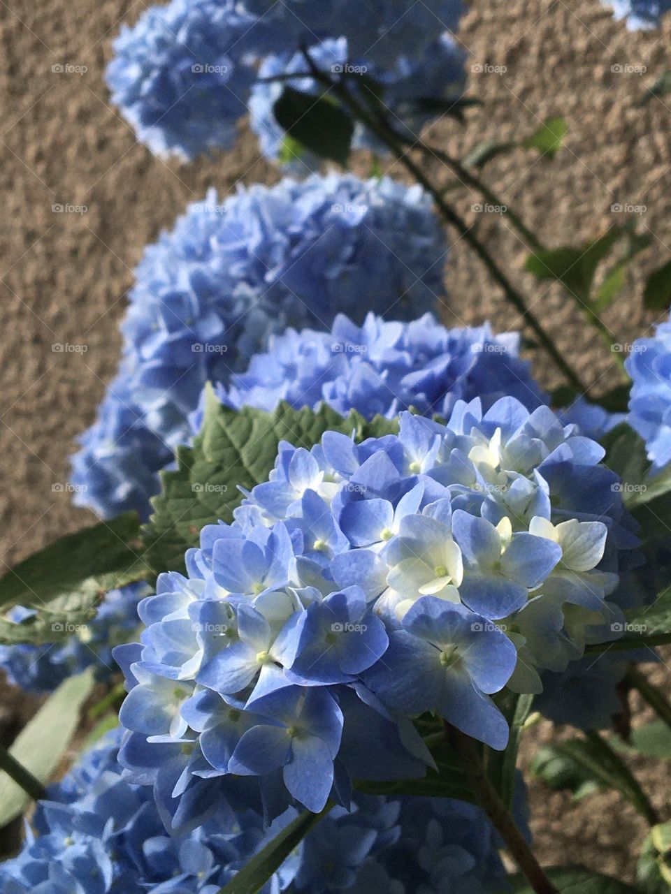 Almost full blooming for blue hydrangeas 