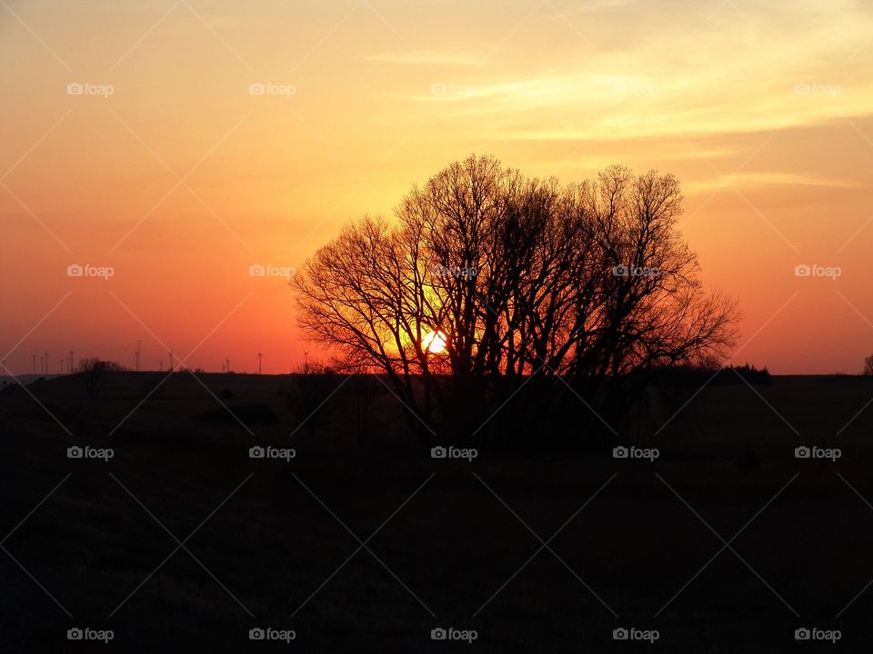 Sunset Silhouette . Kansas sunset through a lonely tree.