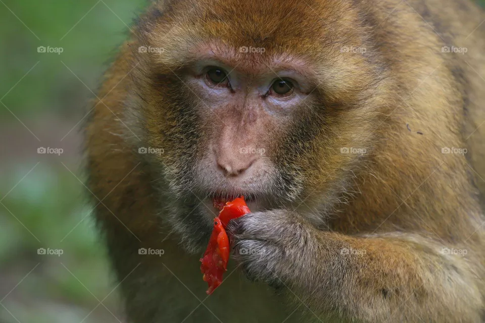 Affe der isst