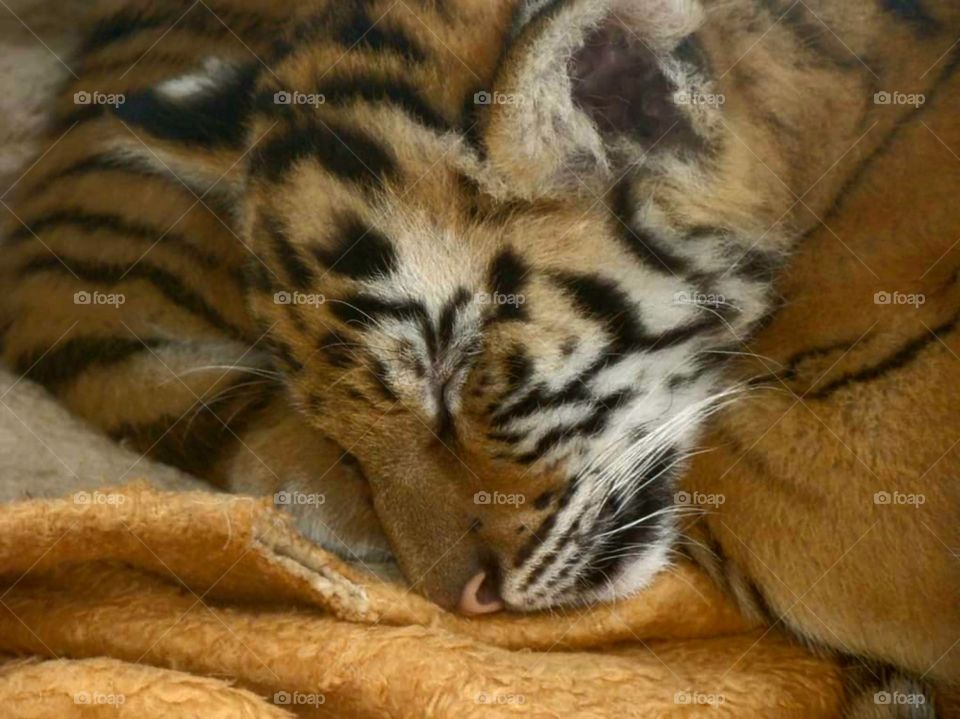 Tiger Cub