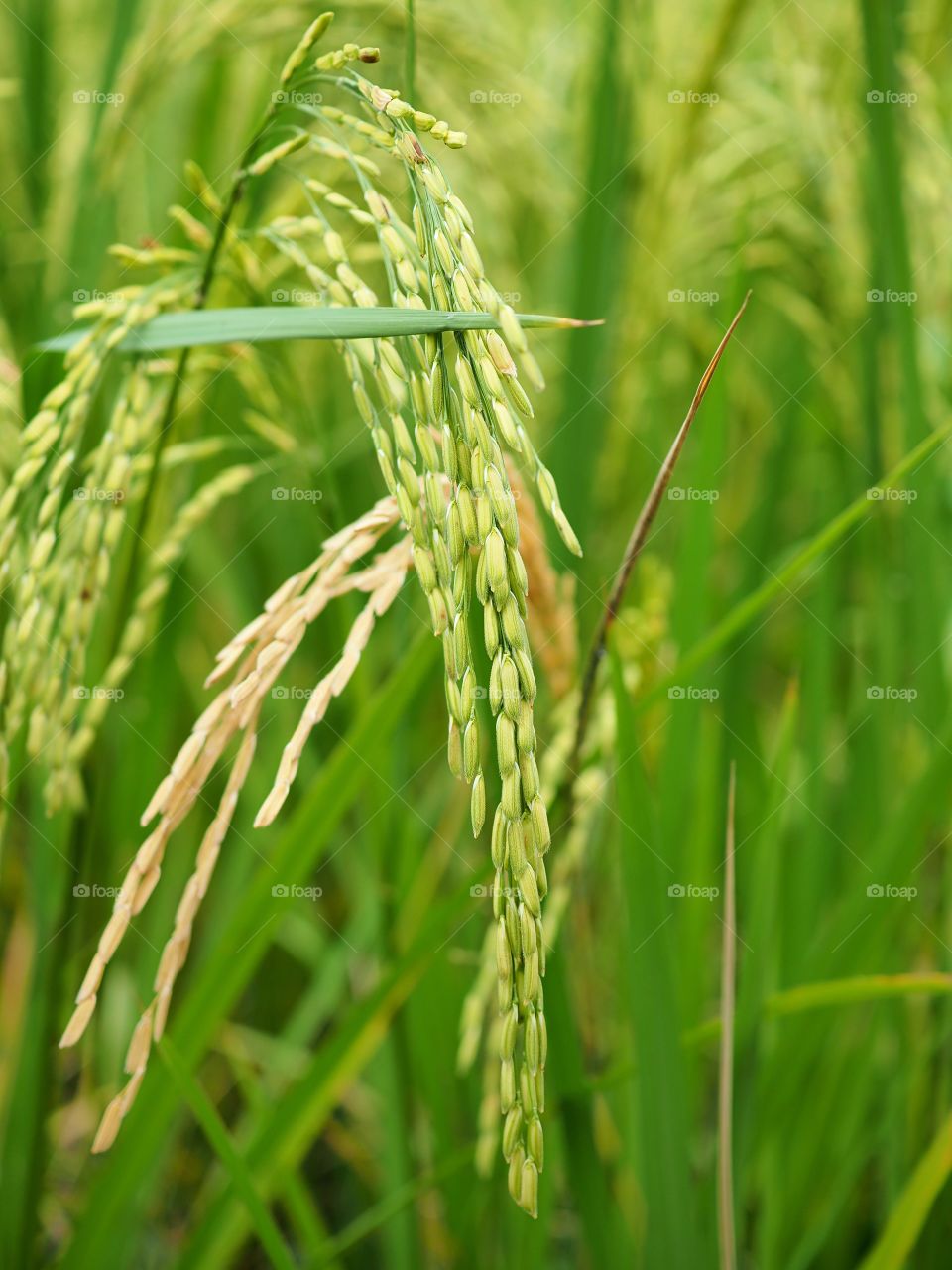 Cereal, Growth, Rural, Grass, Flora