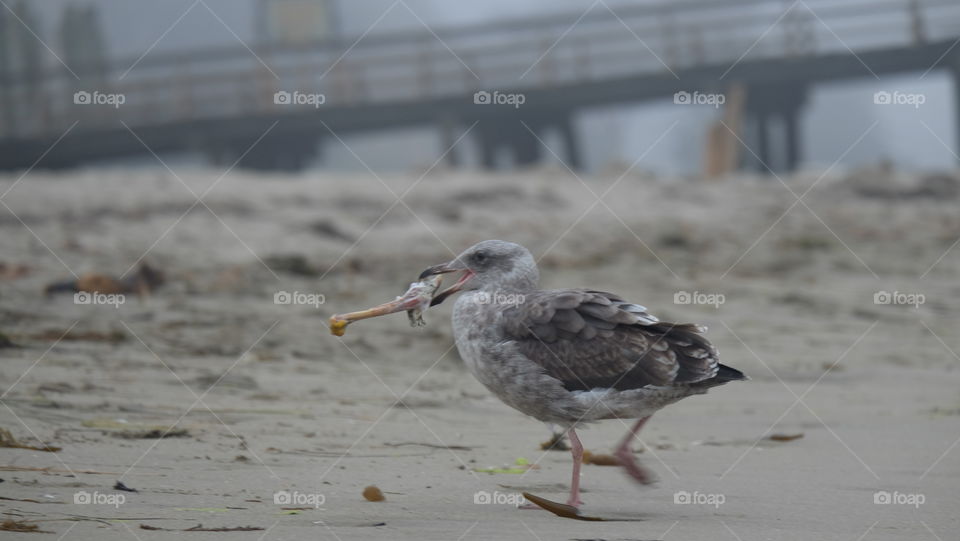 Seagull stalking humans on a beach for food till victory strikes as the gull is tossed a chicken bone.