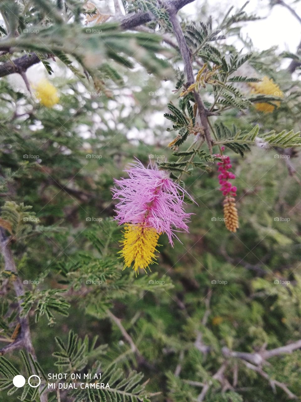 flower green tree lighting