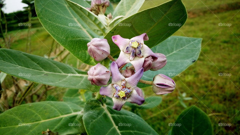 the most beautiful blooming little pink flowers in my farm