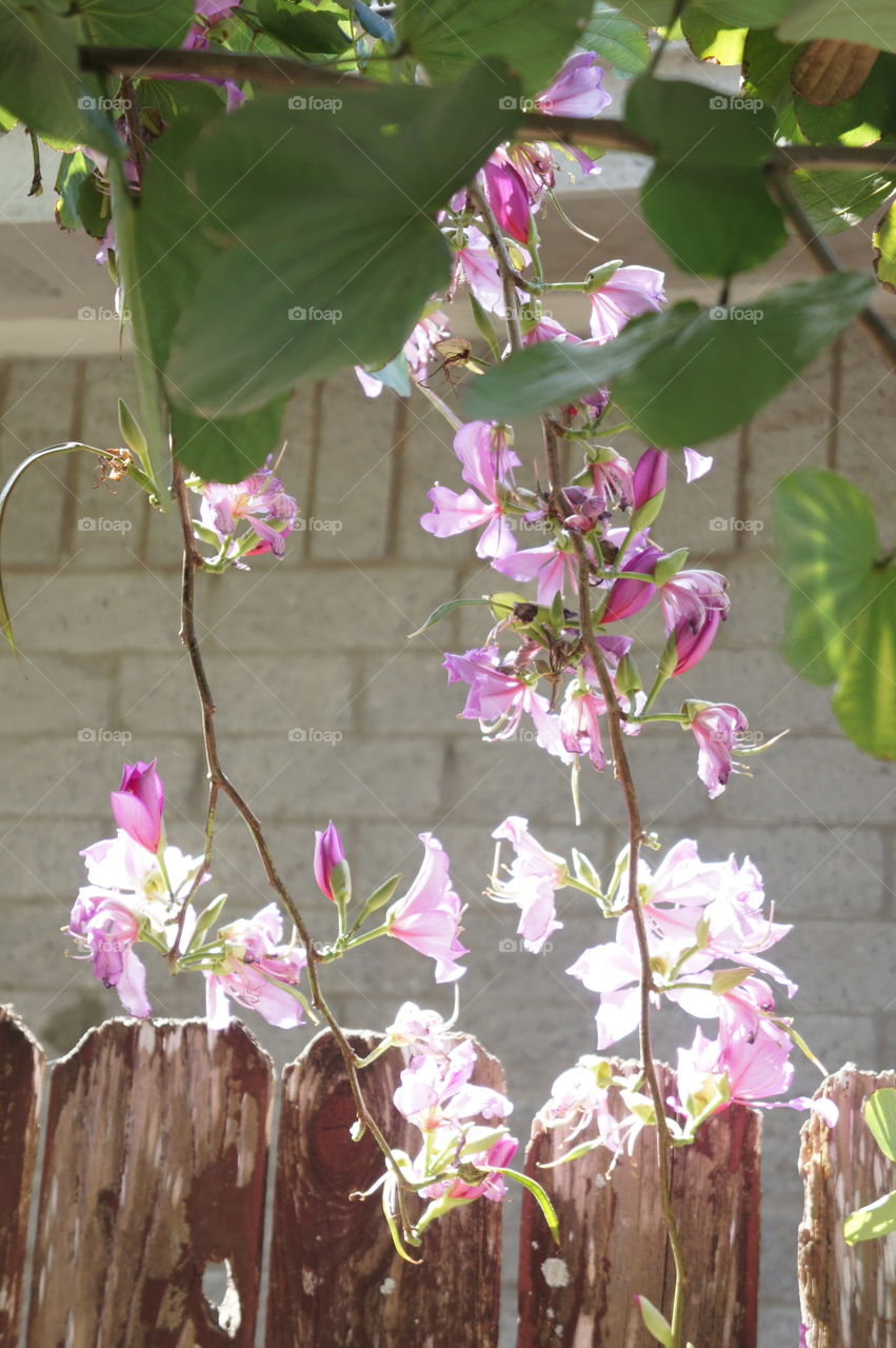 Tree blossoms