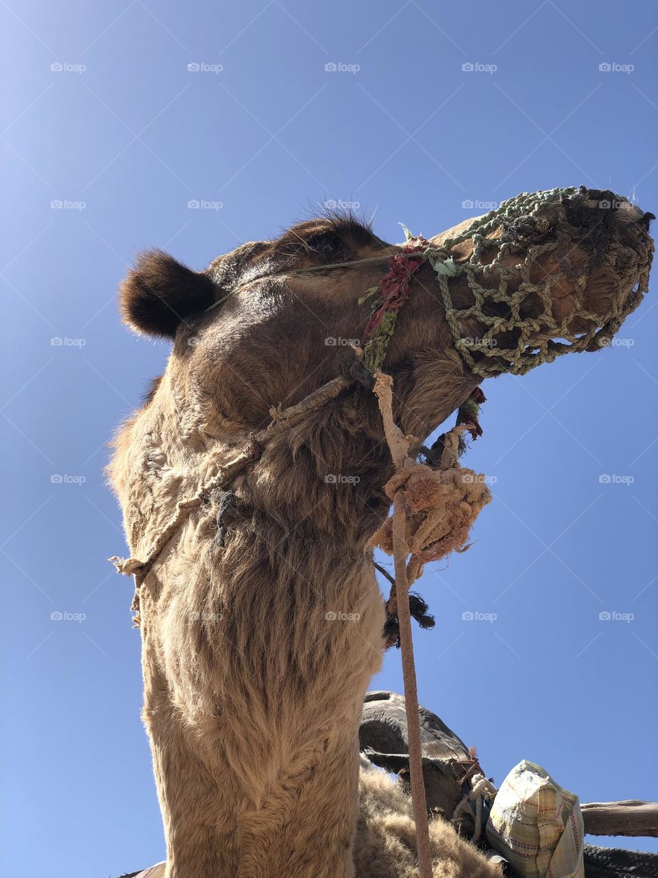 Camel s head 