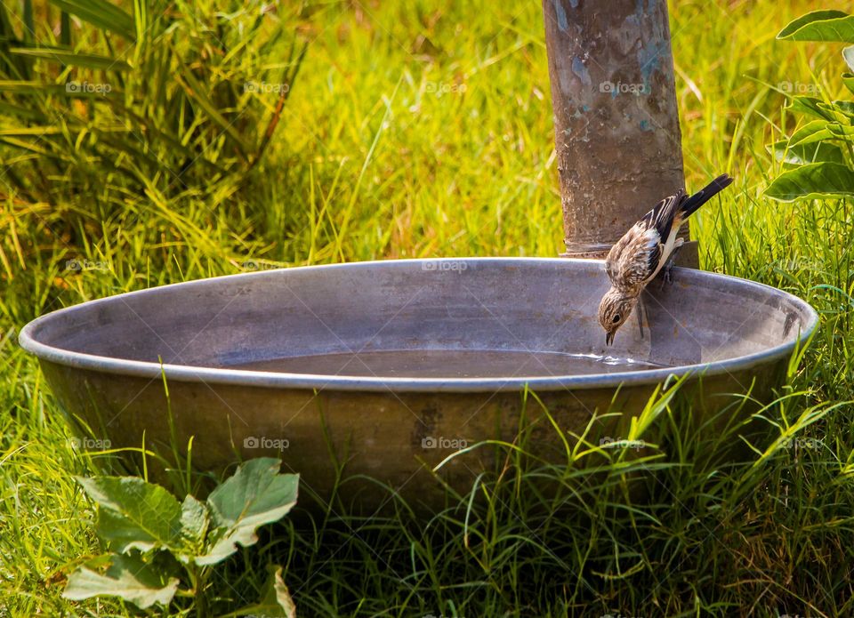 Sparrow   ready to drink water in summer