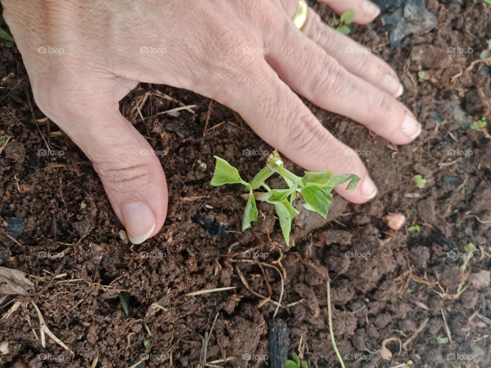 planting basil in a gardeb