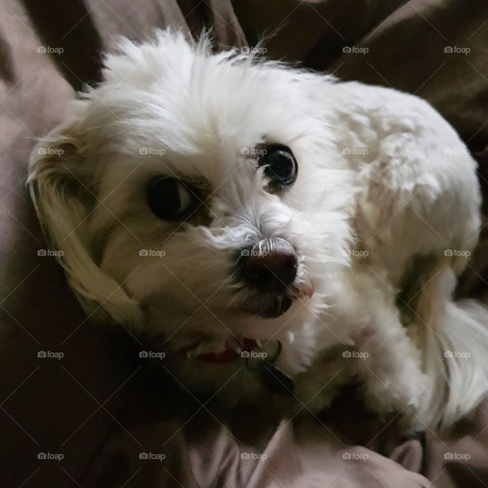 Cute Maltese Shitzu dog