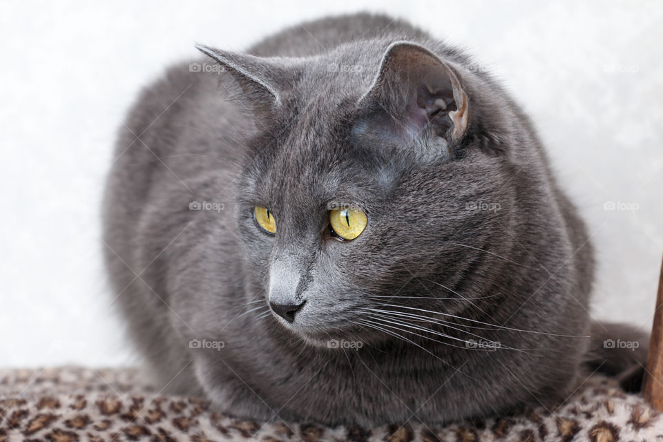 Close-up of Russian blue cat looking away