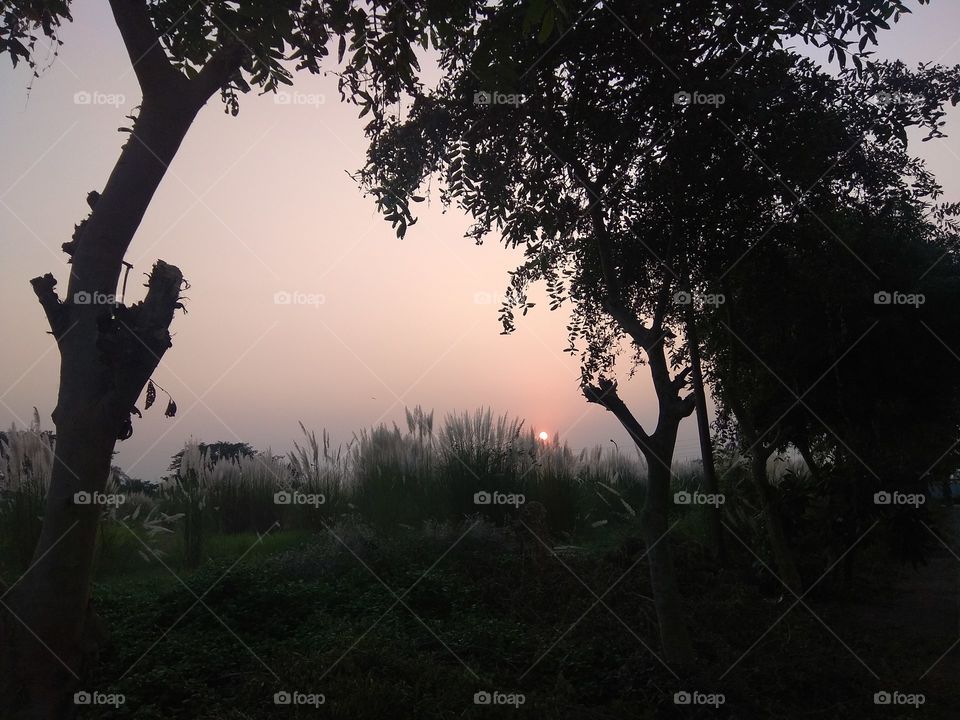 Tree, Landscape, No Person, Dawn, Fog