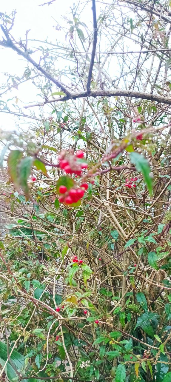 buah nya lucu merah mungil