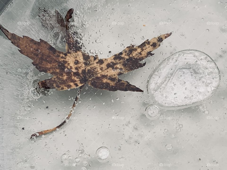 The leaves are falling. Everywhere. This one has been trapped in a water dish, and has frozen in time. 