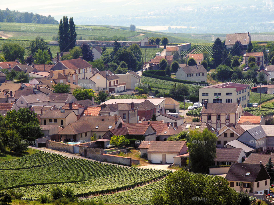 Champagne . Vineyards