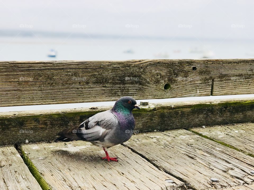 Dove on the wharf 