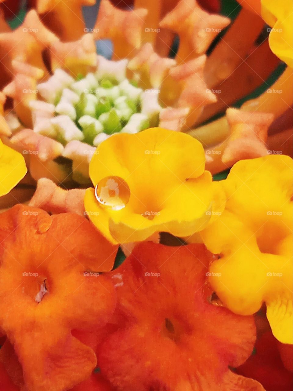 A drop of water stayed on the flower after rain.