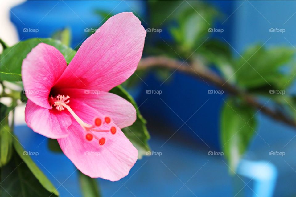 pink hibiscus flower gumamela. hibiscus or gumamela flower in the philippines