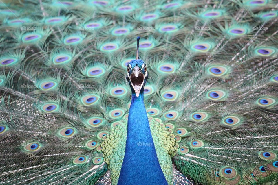 Close-up of peacock