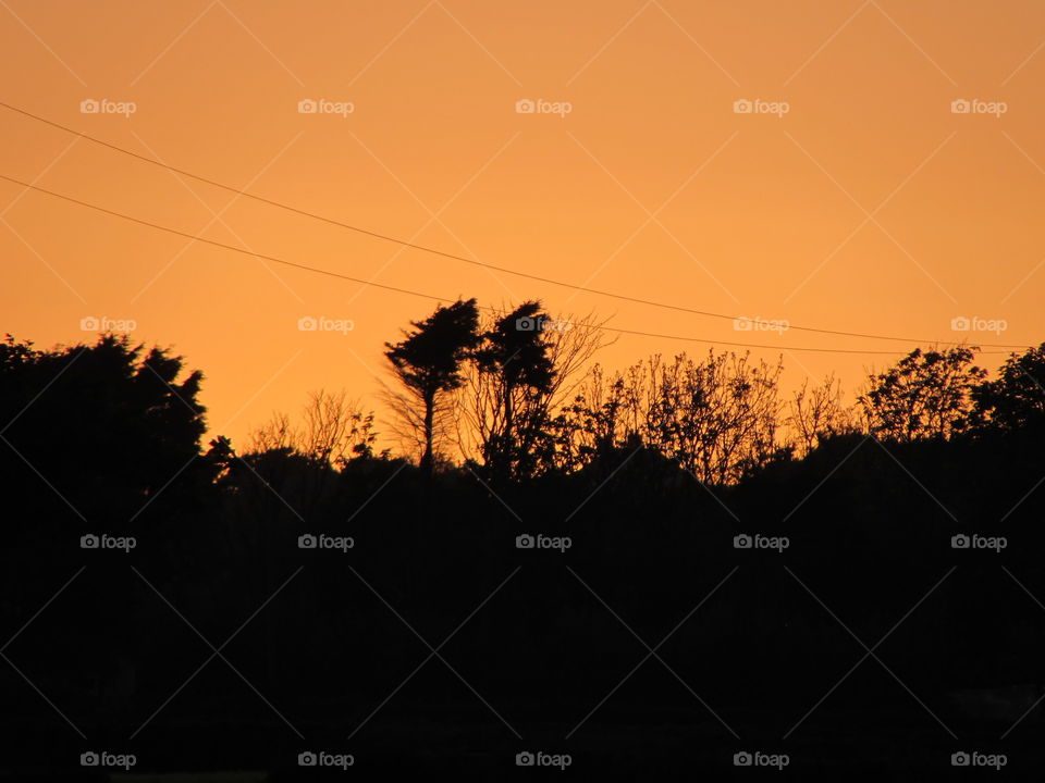 Silhouette, Sunset, Landscape, Tree, Backlit