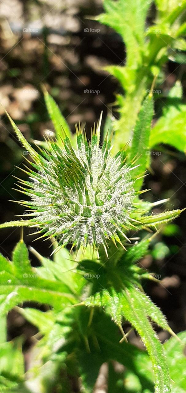 planta de cardo a punto de florecer