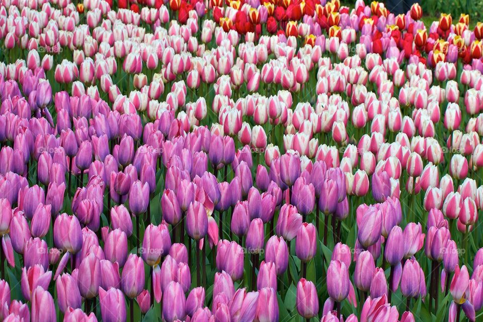 Blooming tulips in field