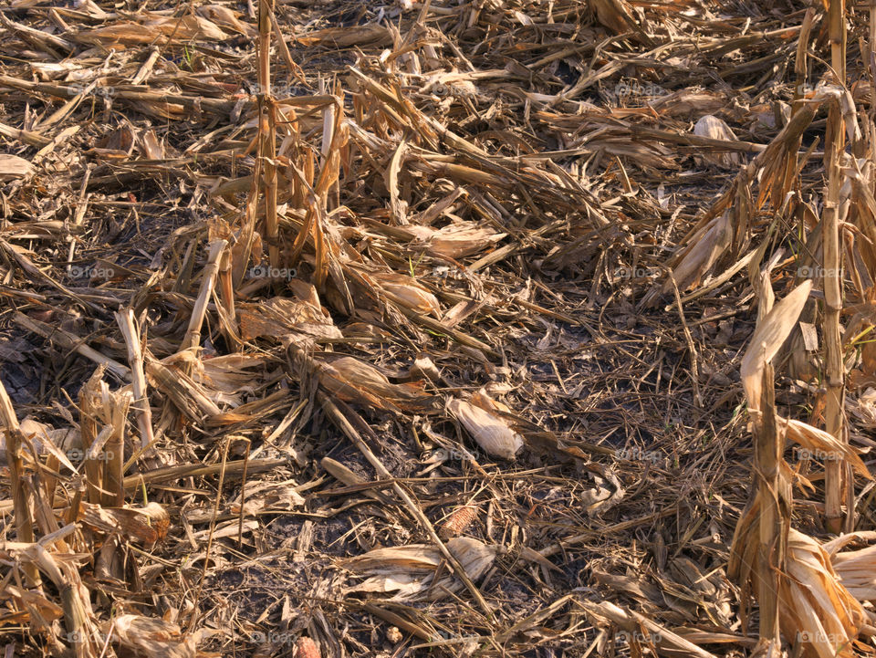 Corn Stover and Chaff Residue from Mechanical Harvesting