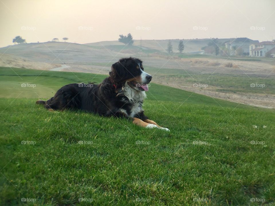 Dog on the grass