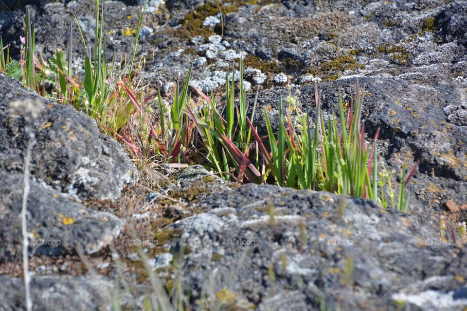 Tenacious plant growing in rock 