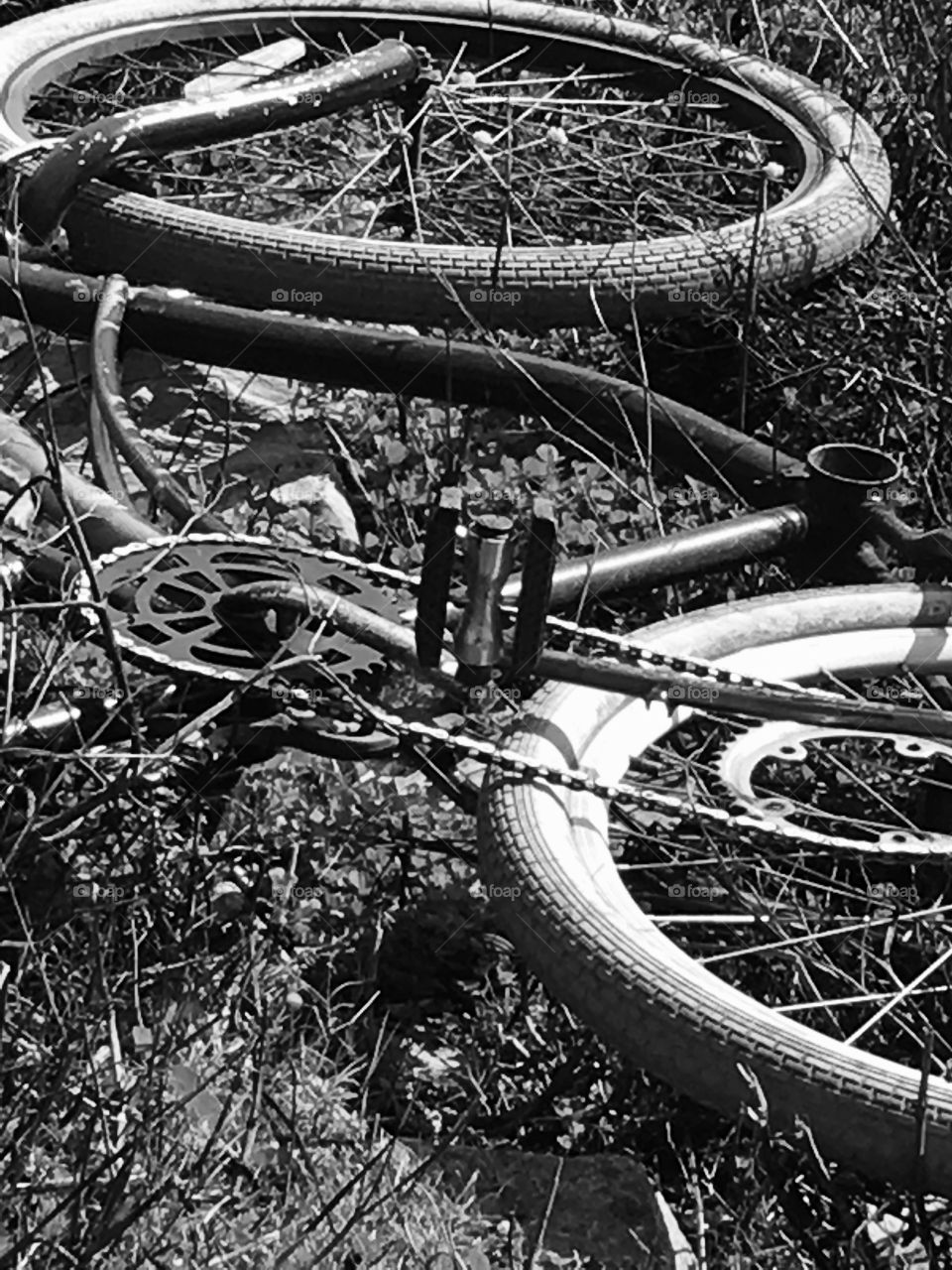 Forgotten Bike