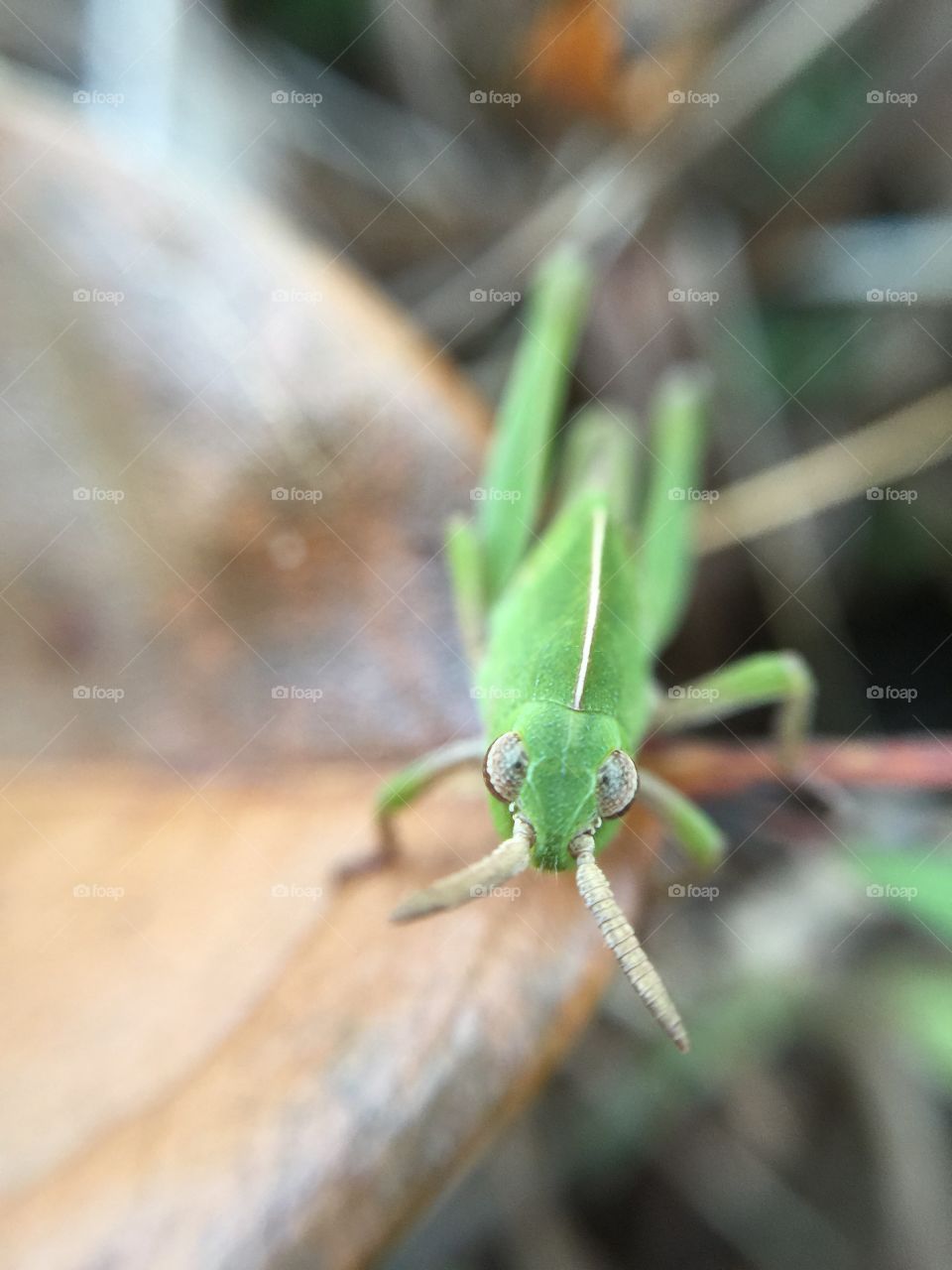 Macro green grasshopper
