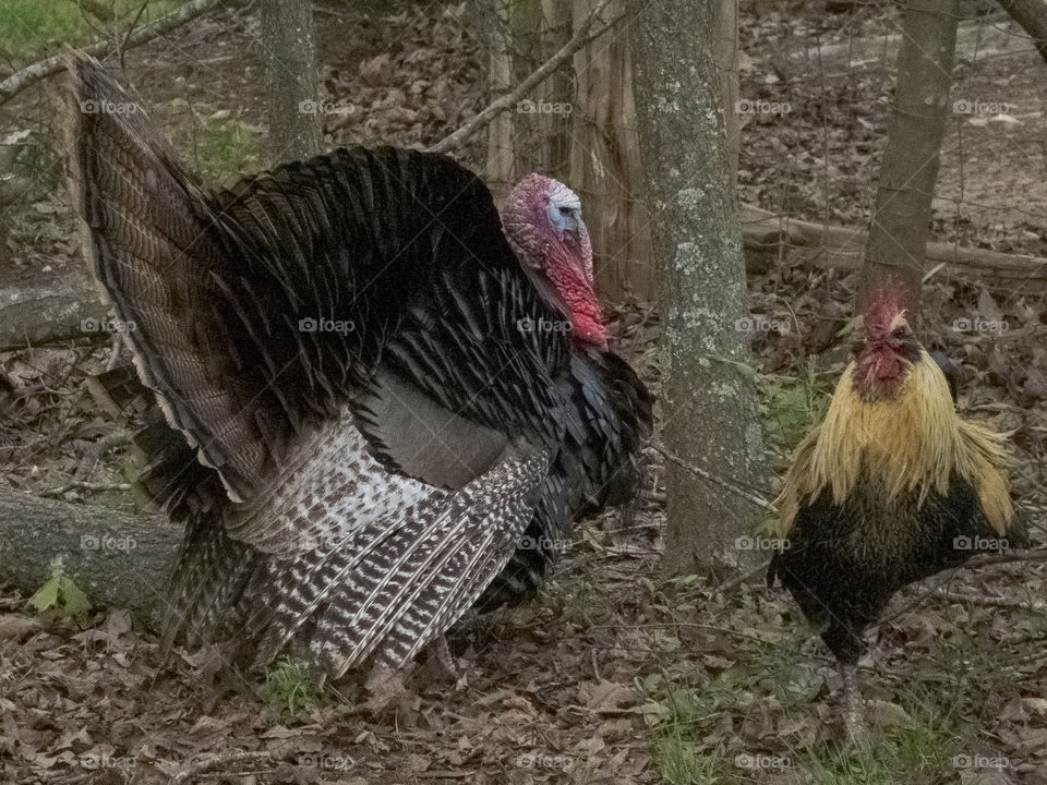 turkey versus chicken