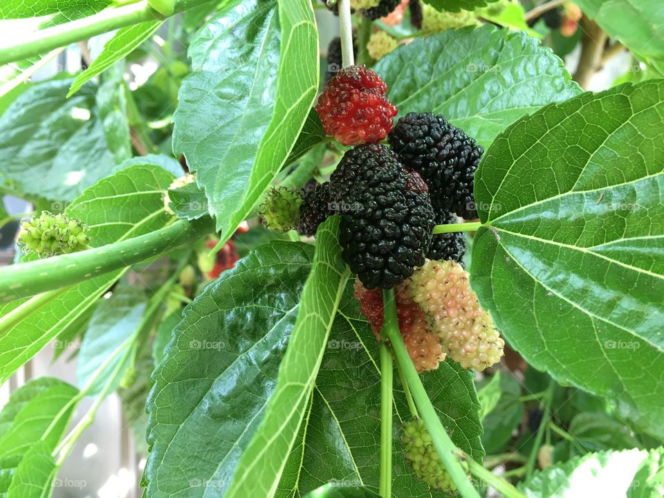 Mulberry fruit super food. Mulberry fruit in tree, a healthy super food