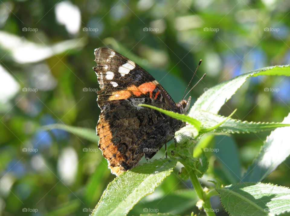 butterfly fjäril insekt by MagnusPm