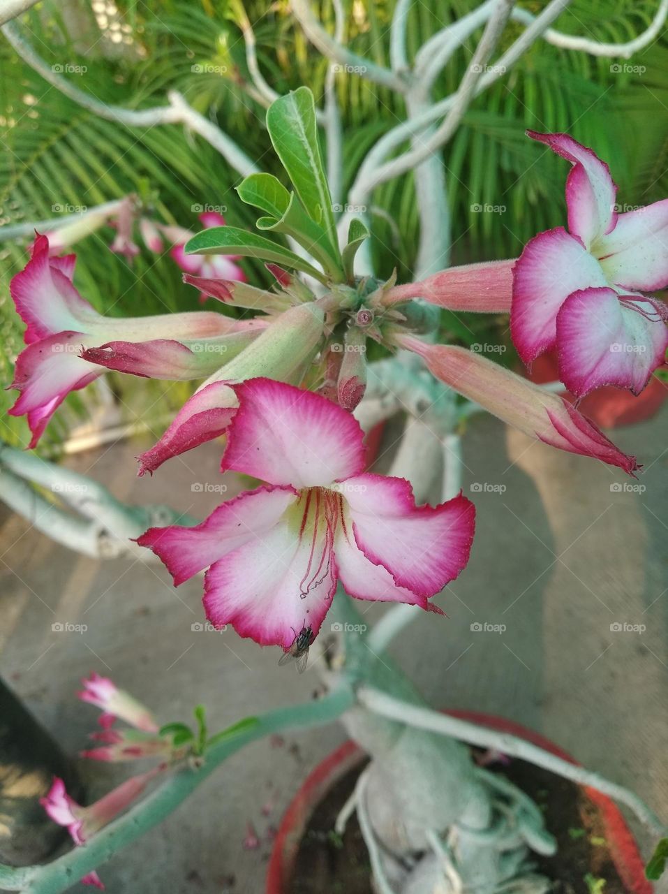 white nd pink flower, pitunia flower, looks very beautiful generally found everywhere fresh seasonal