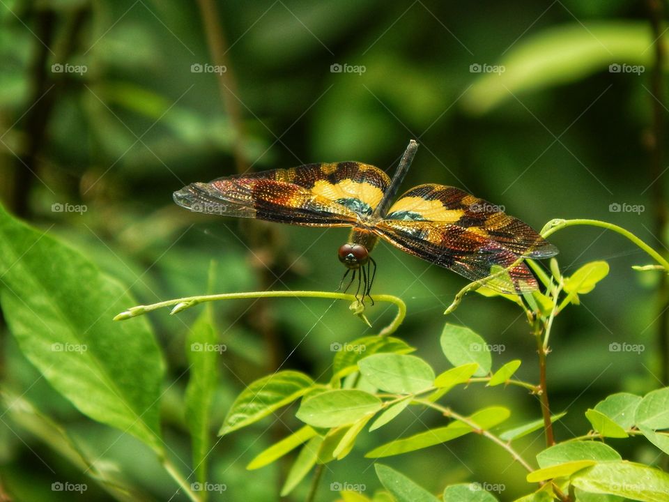 A picture wing dragon fly seen in Kerala