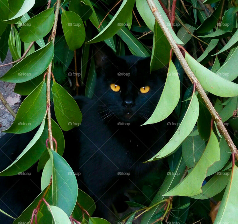 Black cat panther , green tree, garden nature by elvio