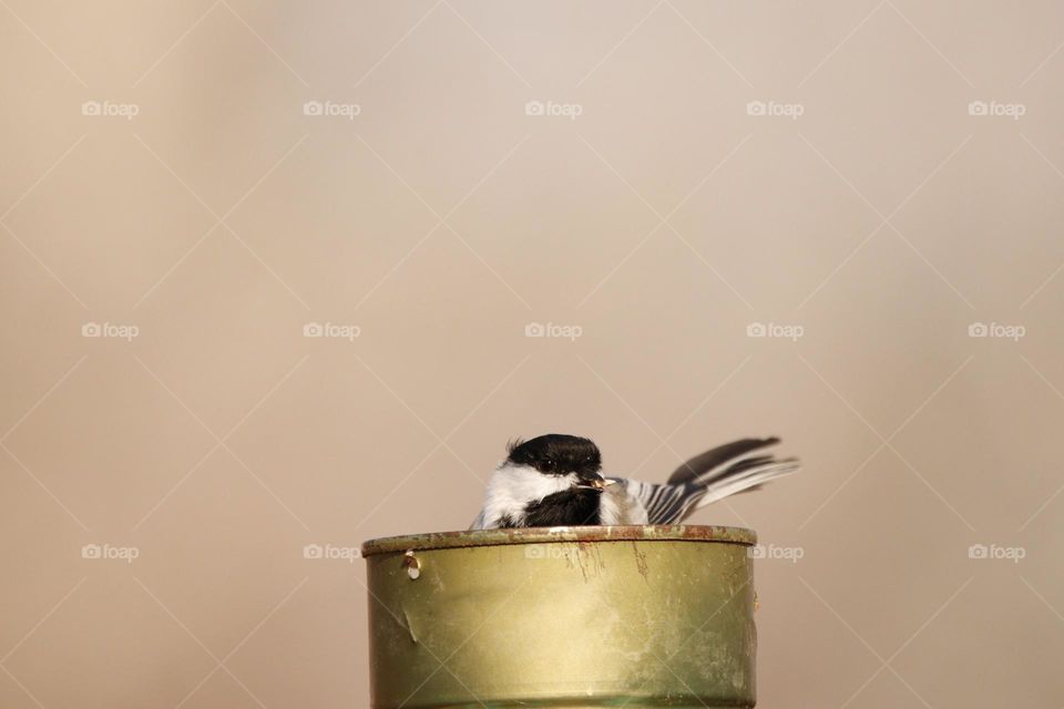 chickadee feeding