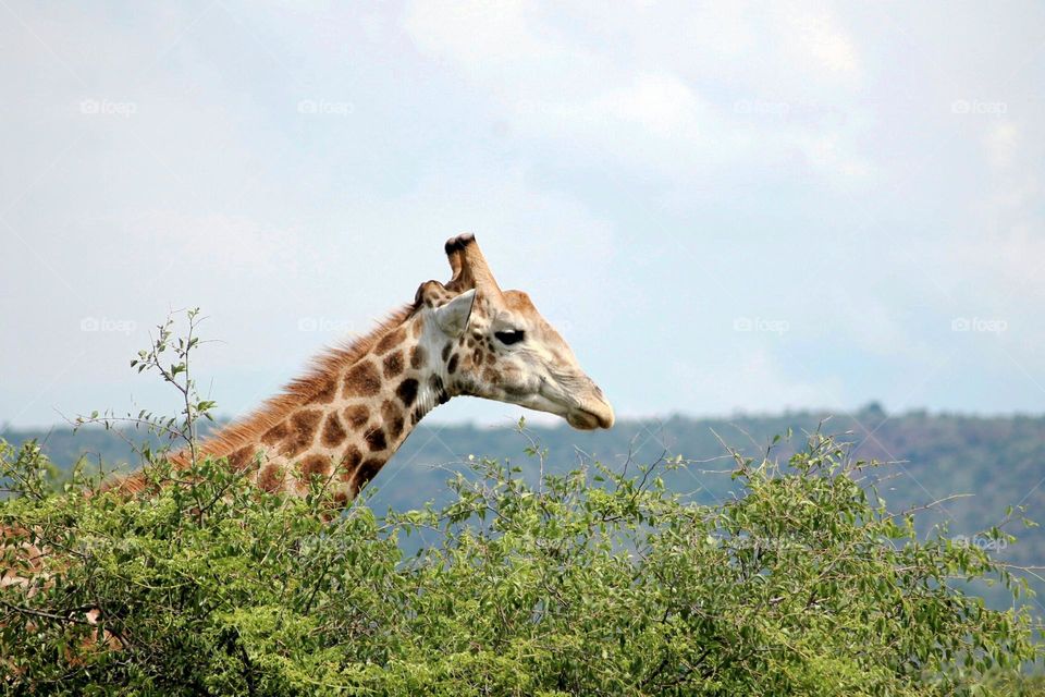 Giraffe eating the tops of the trees in Pilanesberg National Park, South Africa